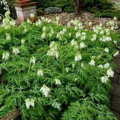 Дицентра красивая АВРОРА в Мозыре