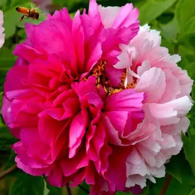 Пион ДВЕ СЕСТРЫ древовидный в Мозыре