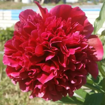 саженцы пиона