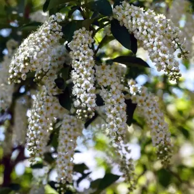 Черемуха виргинская ШУБЕРТ в Мозыре