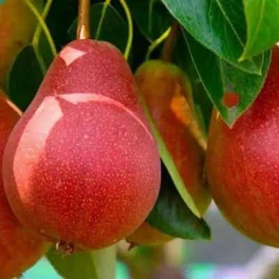 Груша ГЕРА в Мозыре