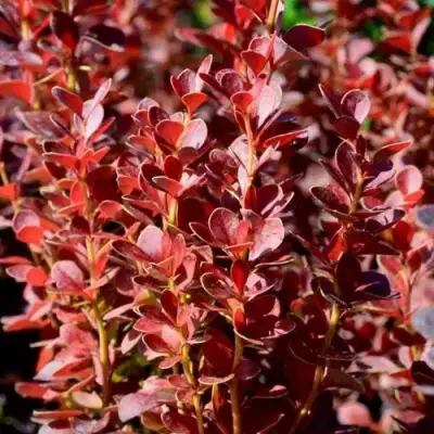 Барбарис ВУЛКАНО тунберга в Мозыре