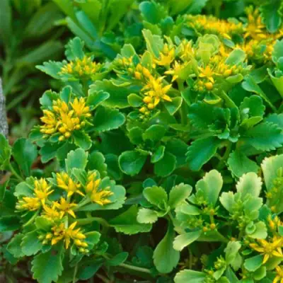 Очиток (седум) ИММЕРГРУН камчатский в Мозыре