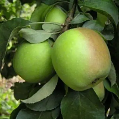 Яблоня ПАМЯТЬ СИКОРЫ в Мозыре