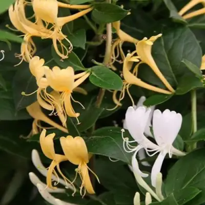 Жимолость ХАЛЛИАНА японская (Хелиана) в Мозыре