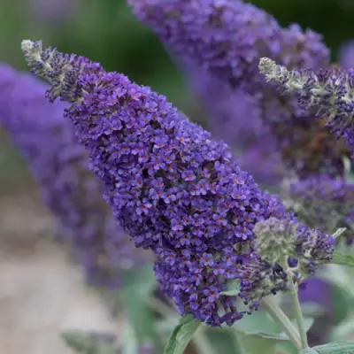 Буддлея НАНО ПЕРПЛ  в Мозыре