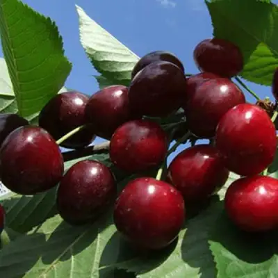 Черешня РЕВНА в Мозыре