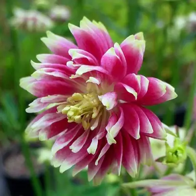 Аквилегия БАРЛОУ НОРА гибрид МакКаны в Мозыре