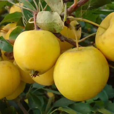 Яблоня УРАЛЬСКОЕ НАЛИВНОЕ в Мозыре