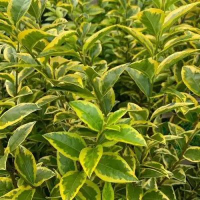 Бирючина АУРЕУМ овальнолистная в Мозыре