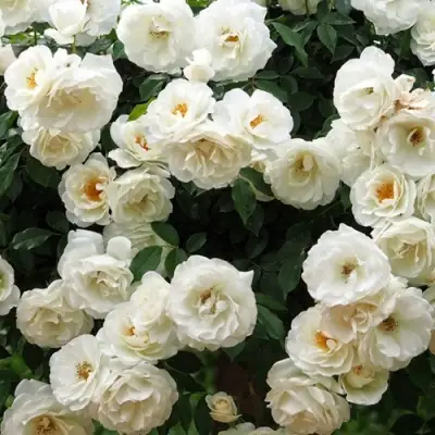 Роза АЙСБЕРГ флорибунда в Мозыре