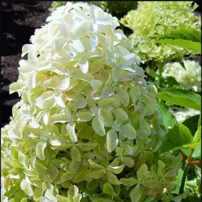 гортензия мэджикал лайм спаркл