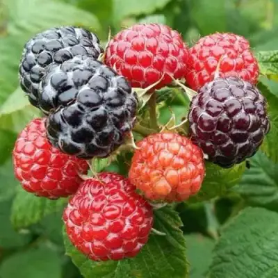 Малина БРИСТОЛЬ в Мозыре