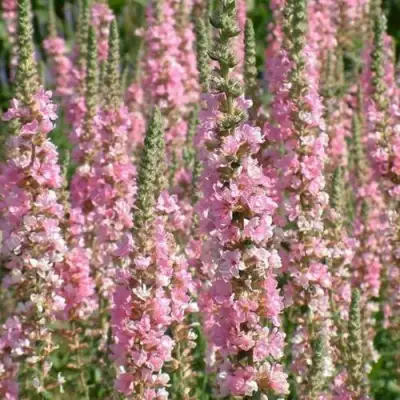 Дербенник БЛАШ иволистный в Мозыре