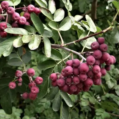 Рябина ДЕСЕРТНАЯ МИЧУРИНА сладкоплодная в Мозыре