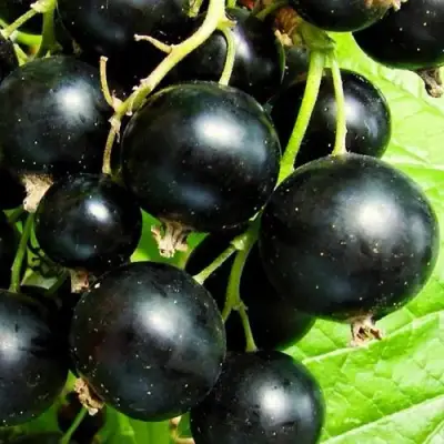 Смородина черная ДАЧНИЦА в Мозыре