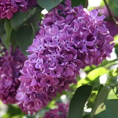 Сирень КАПИТАН ГАСТЕЛЛО в Мозыре