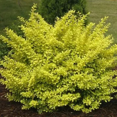 Барбарис АУРЕА тунберга в Мозыре