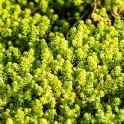 Очиток (седум) ЙЕЛЛОУ КВИН едкий в Мозыре