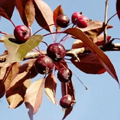 Яблоня РОЯЛТИ декоративная в Мозыре