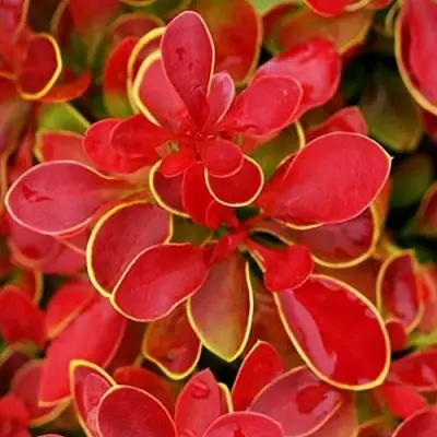 Барбарис КОРАЛ тунберга в Мозыре