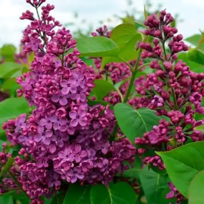 Сирень ЛЮДВИГ ШПЕТ в Мозыре