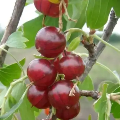 Смородина золотистая КЛЮКВЕННАЯ в Мозыре