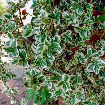 Бересклет ВАРИЕГАТУС форчуна в Мозыре