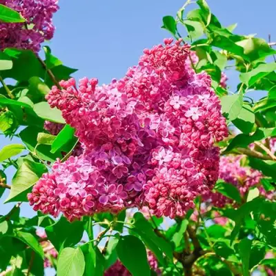 Сирень КРАСНАЯ МОСКВА в Мозыре