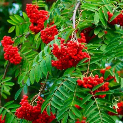 Рябина ПЛАКУЧАЯ сладкоплодная в Мозыре