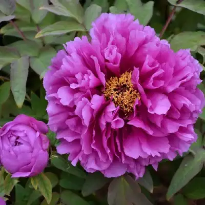 Пион ЛИЛОВАЯ ФАНТАЗИЯ древовидный в Мозыре