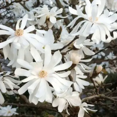 Магнолия РОЯЛ СТАР в Мозыре