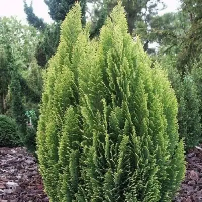 Кипарисовик ЭЛВУДИ ЭМПАЙР лавсона в Мозыре