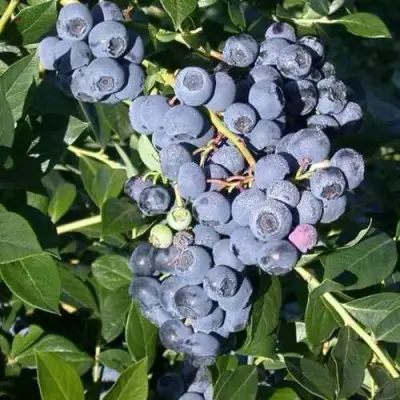 Голубика БОНУС в Мозыре