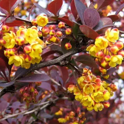 Барбарис СУПЕРБА оттавский  в Мозыре