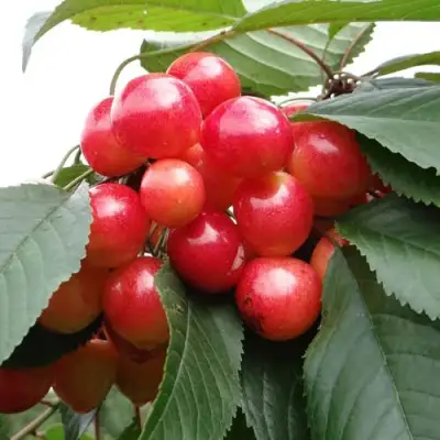 Черешня ГАСТИНЕЦ в Мозыре