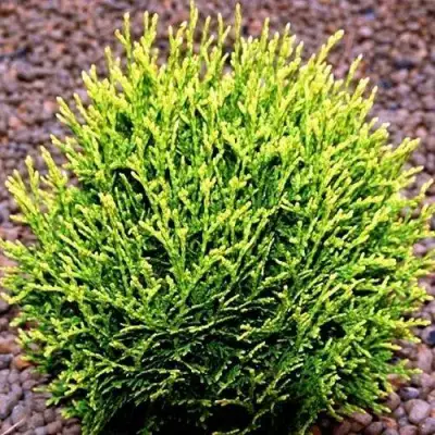 Туя ВОТЕРФИЛД западная в Мозыре