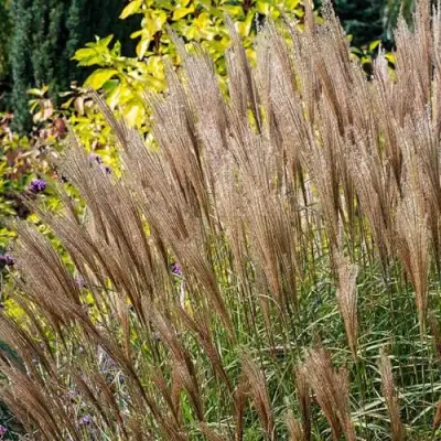 Мискантус КЛЯЙН СИЛЬБЕРСПАЙН китайский  в Мозыре
