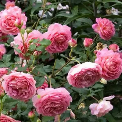 Роза ДЖУБИЛИ СЕЛЕБРЕЙШН английская в Мозыре