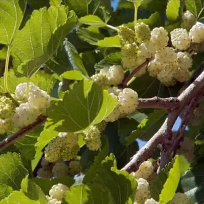 Шелковица БЕЛАЯ АЛЬБА в Мозыре