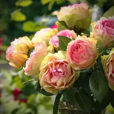 Роза ПИТАХАЙЯ чайно-гибридная в Мозыре