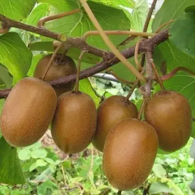 Актинидия ХЕЙВАРД киви в Мозыре