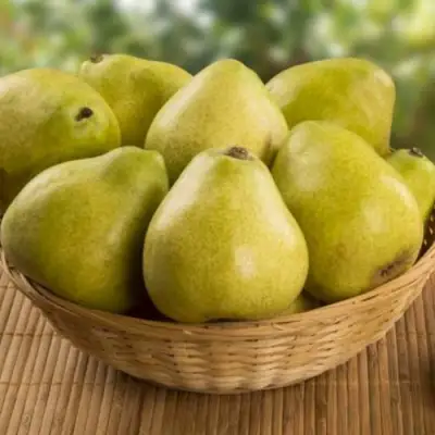 Груша ВИЛИЯ в Мозыре