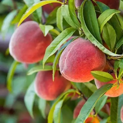 Персик РЕД ХЕВЕН в Мозыре