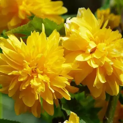 Керрия японская АУРЕОВАРИЕГАТТА в Мозыре