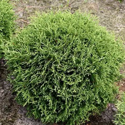 Туя ТИНИ ТИМ западная в Мозыре