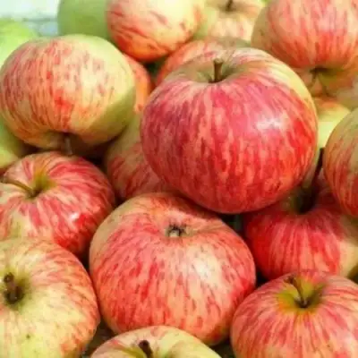 Яблоня РАНЕТКА (КОРОБОВКА) в Мозыре