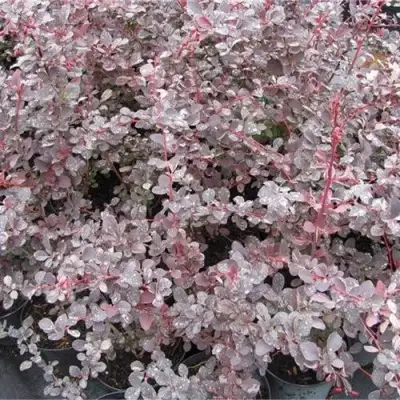 Барбарис СИЛЬВЕР МИЛЕС оттавский  в Мозыре