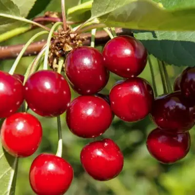 Вишня ЛЮБСКАЯ в Мозыре