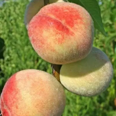 Персик ДОНЕЦКИЙ БЕЛЫЙ в Мозыре